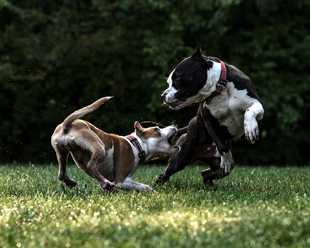 dog bite lawyer vancouver